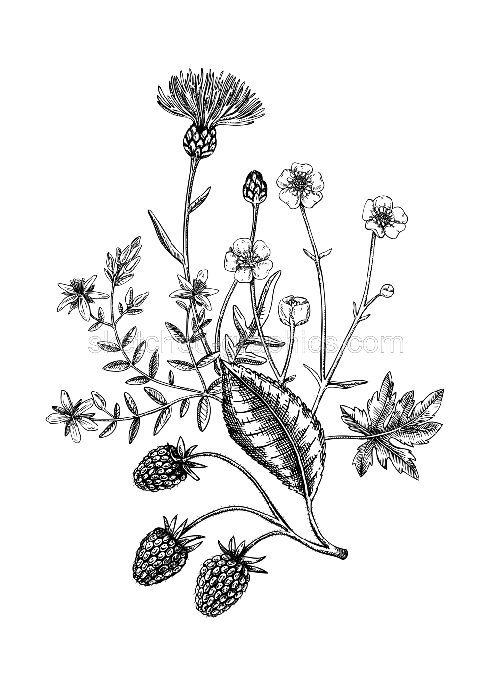 Summer flowers bouquet in sketch style. Botanical drawings with raspberry, buttercup, thistle, st. john's wort. Vintage wildflowers hand-drawn illustrations for wedding invitations or decoration Illustration